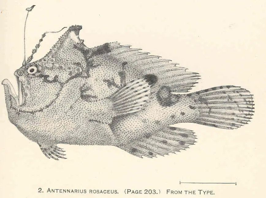 Abantennarius rosaceus