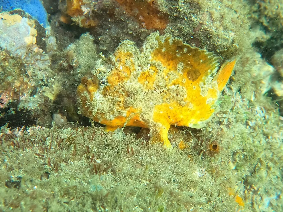 Abantennarius sanguineus