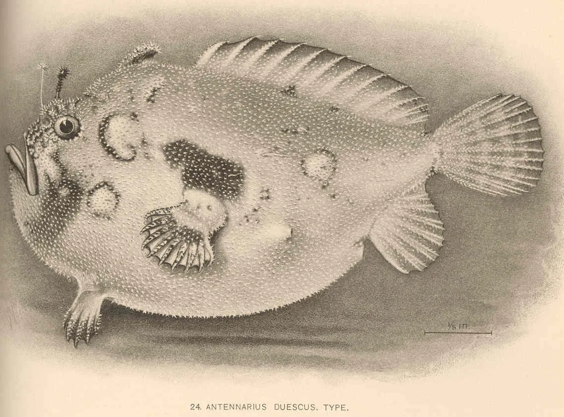 Abantennarius
