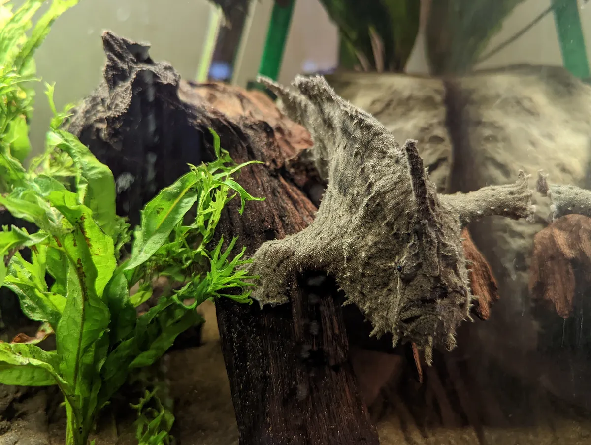 Antennarius biocellatus
