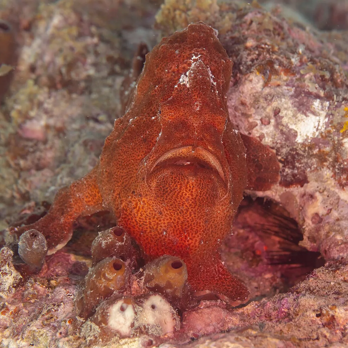Antennarius commerson