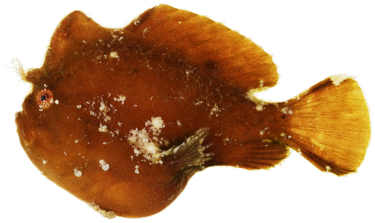 Antennarius pauciradiatus - pone.0010676.g028
