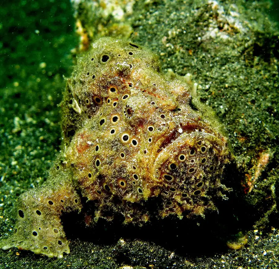 Antennarius pictus