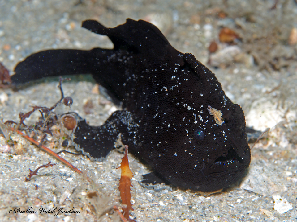 Antennarius scaber