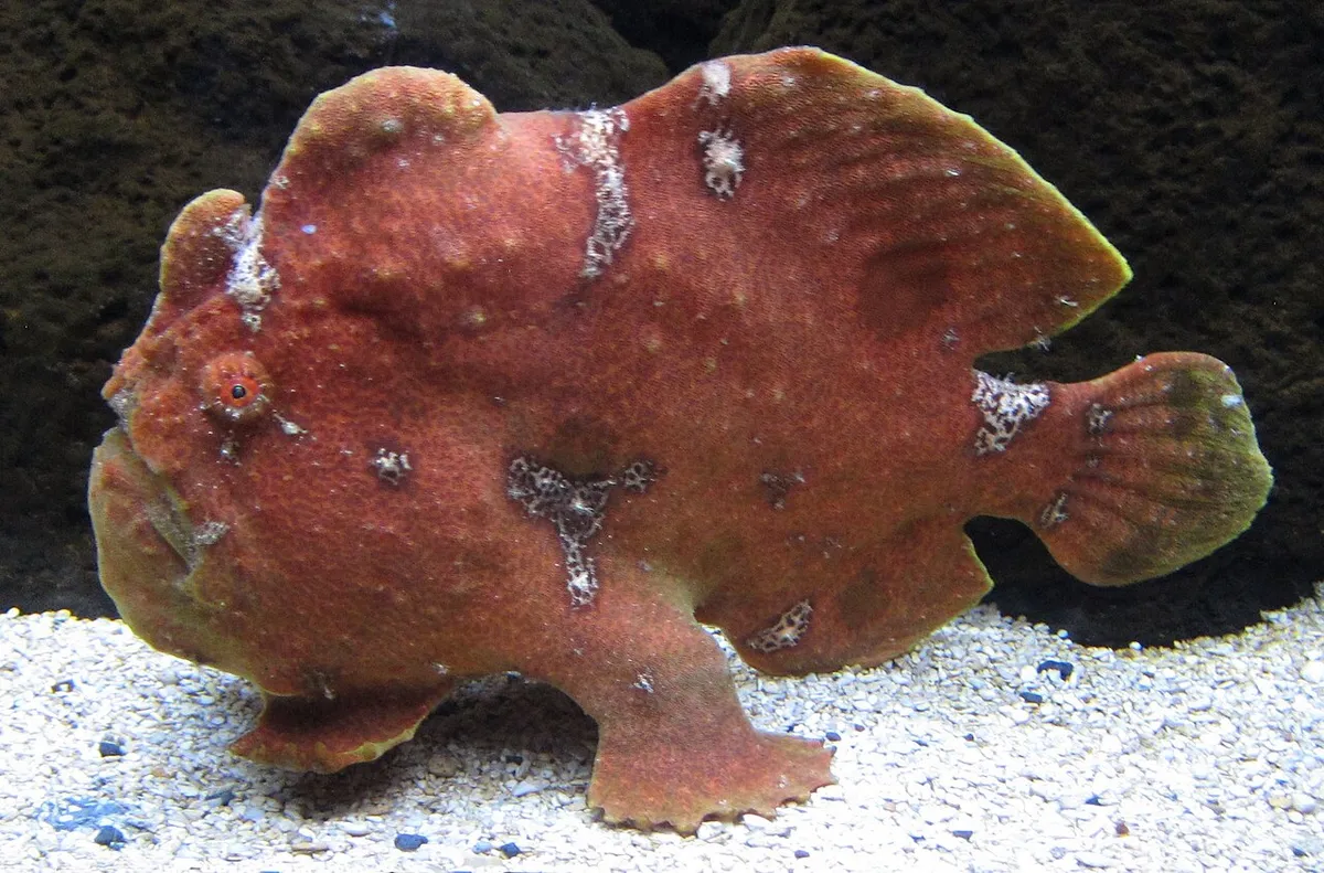 Antennarius