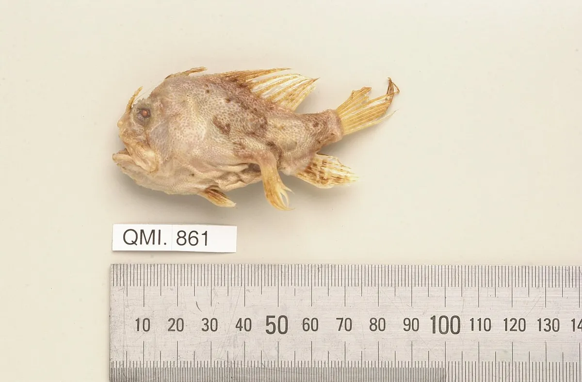 Butler's frogfish