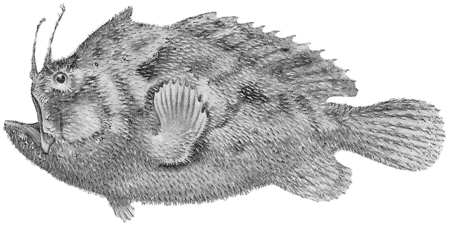 Echinophryne mitchellii