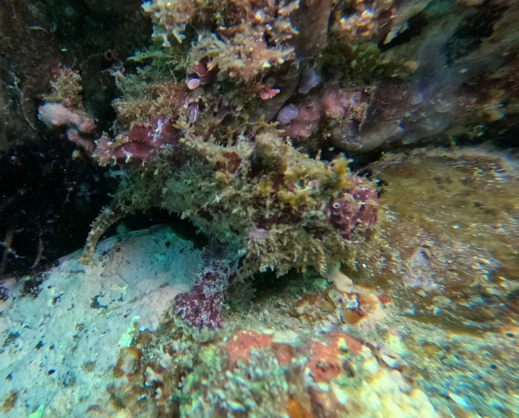 Fowlerichthys avalonis