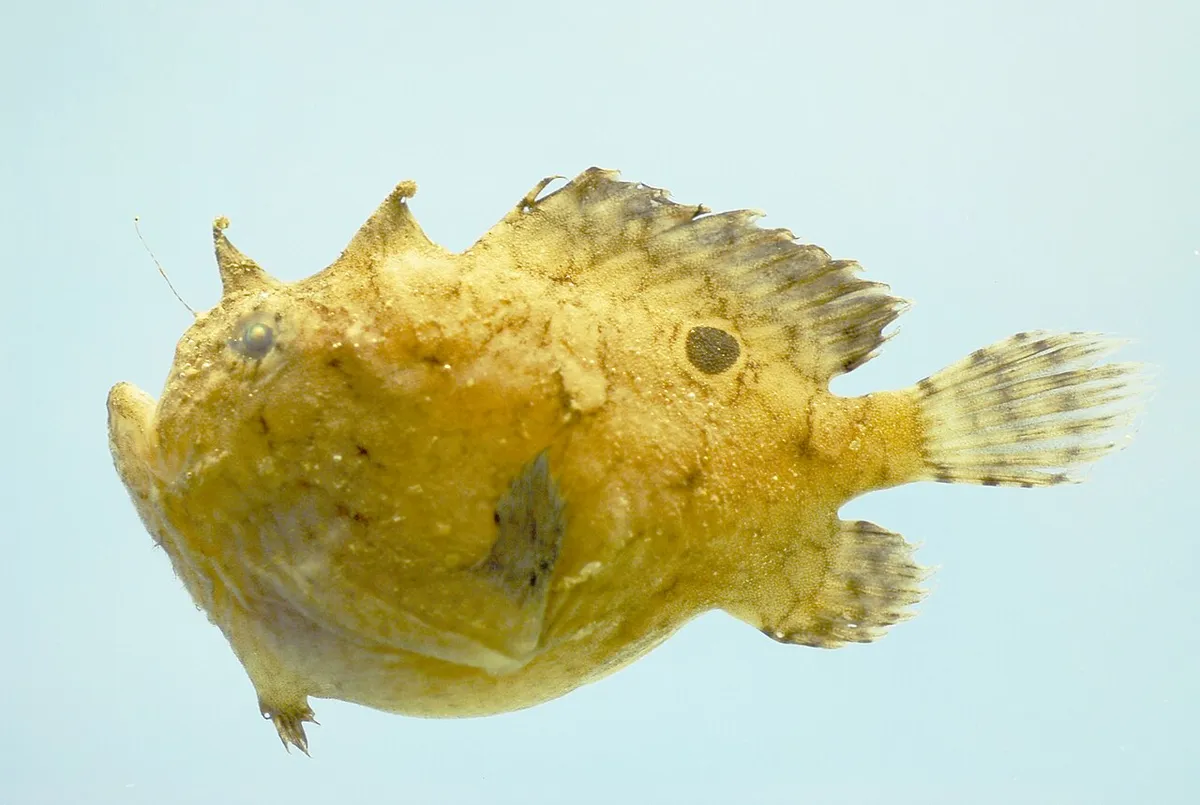 Fowlerichthys radiosus