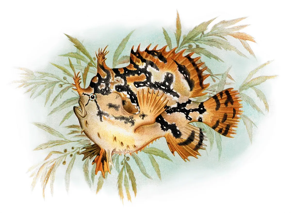 Sargassum fish