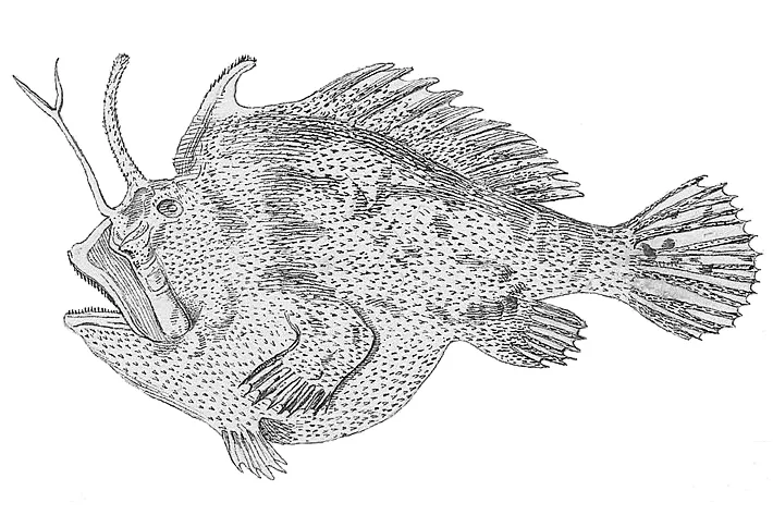 Kuiterichthys