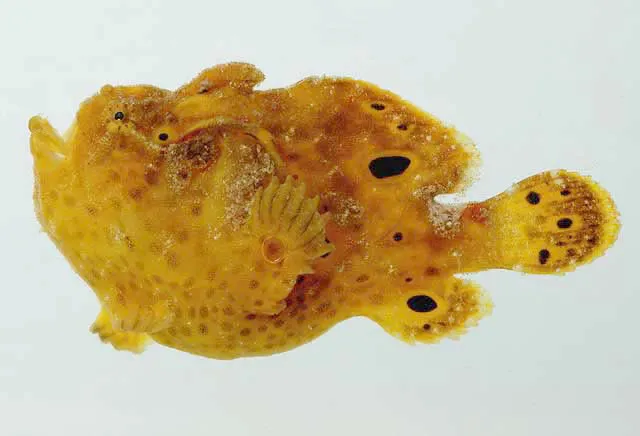 Longlure frogfish