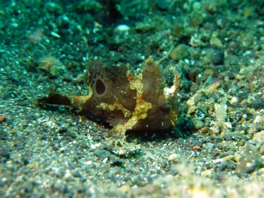 Nudiantennarius