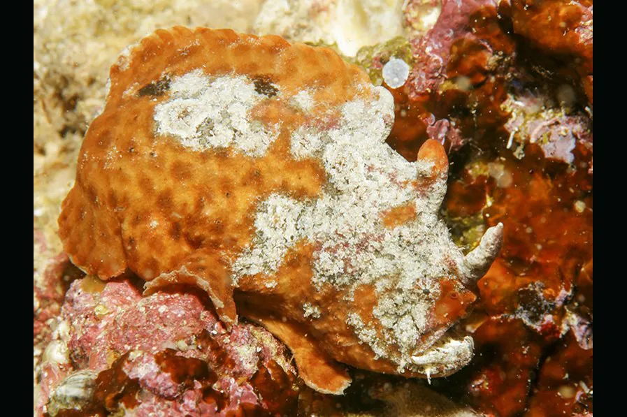 Phyllophryne