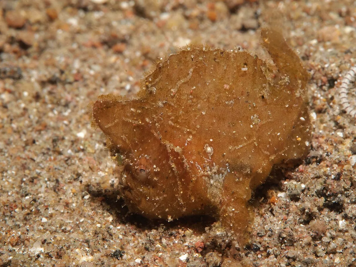 Randall's frogfish