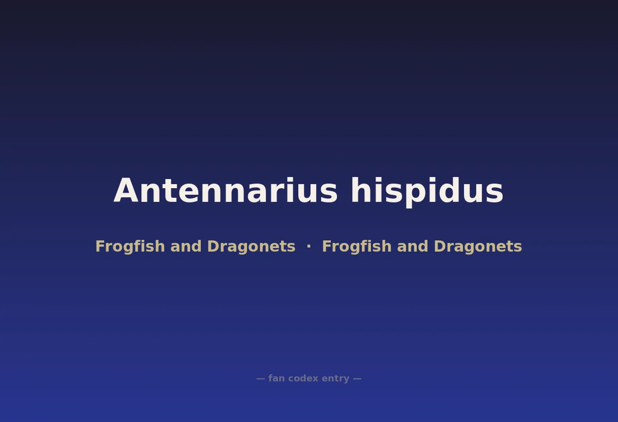 Antennarius hispidus