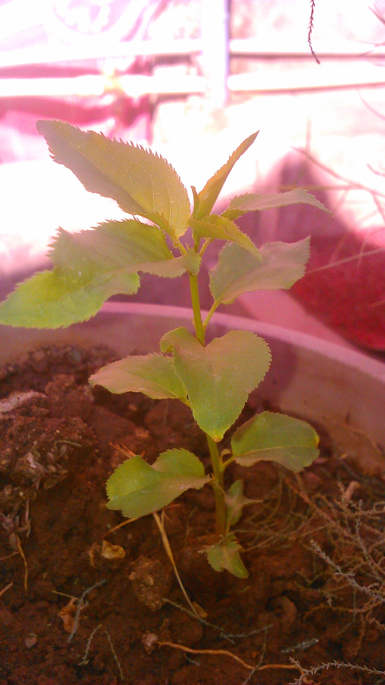 Apricot Prunus armeniaca seedling at Akola