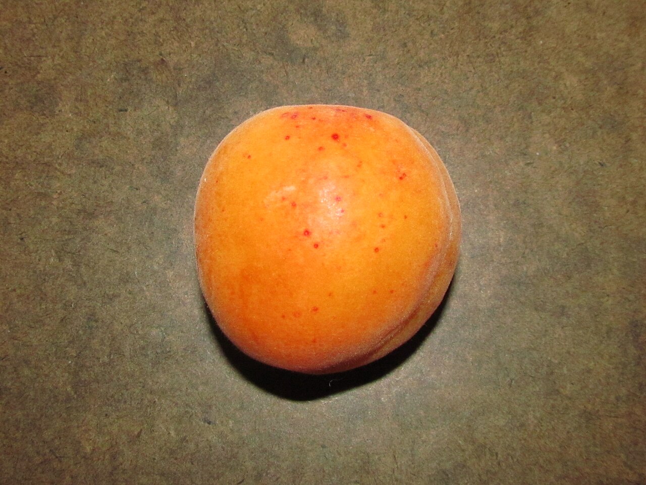 Apricot fruit