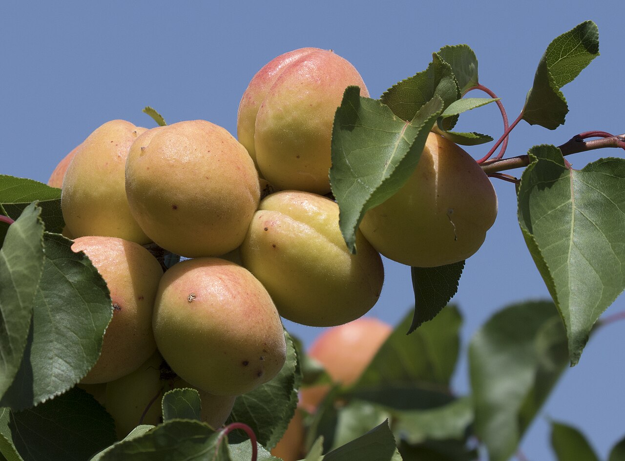 Apricot fruits on tree, Niğde 2017-08-05 01-1