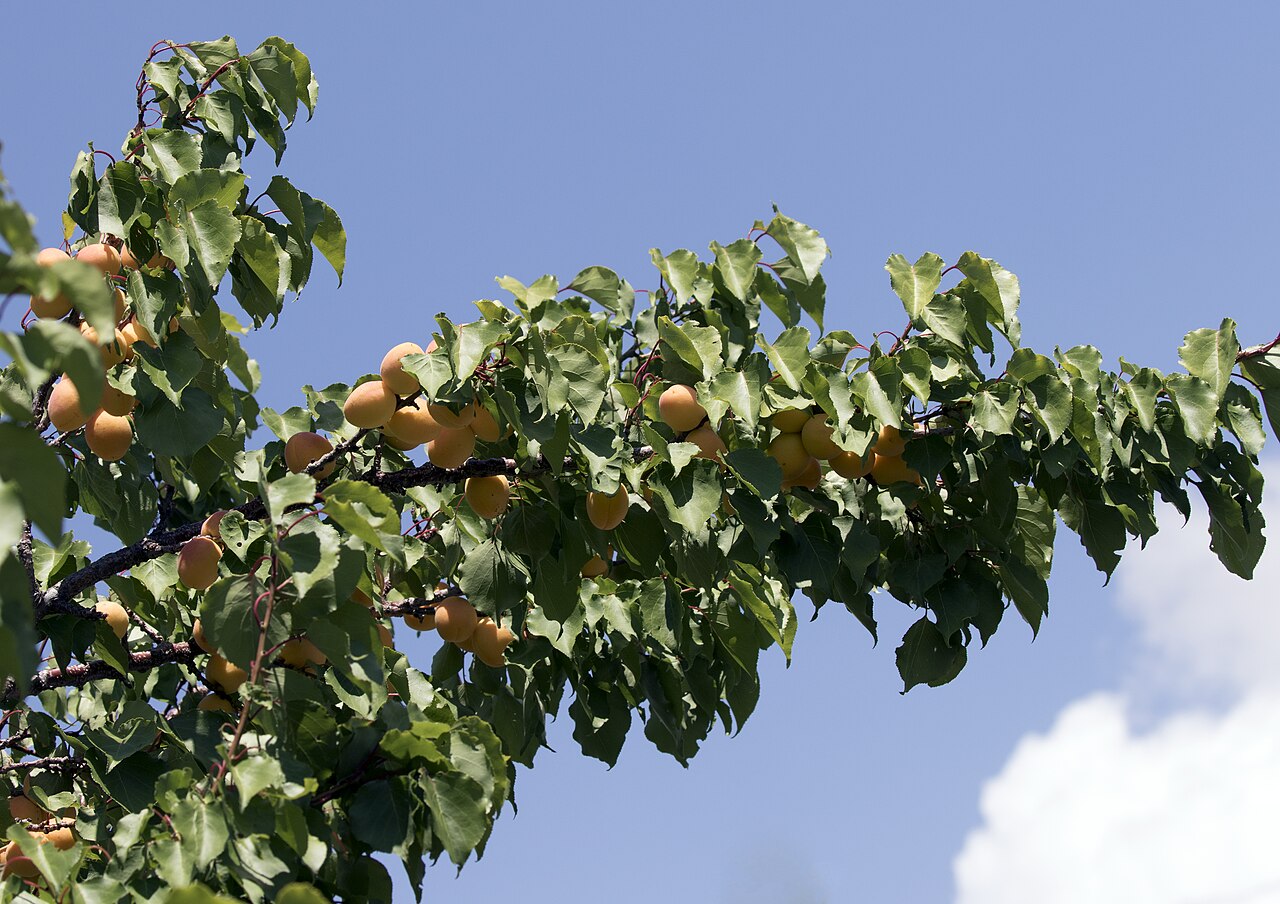 Apricot fruits on tree, Niğde 2017-08-05 01-5