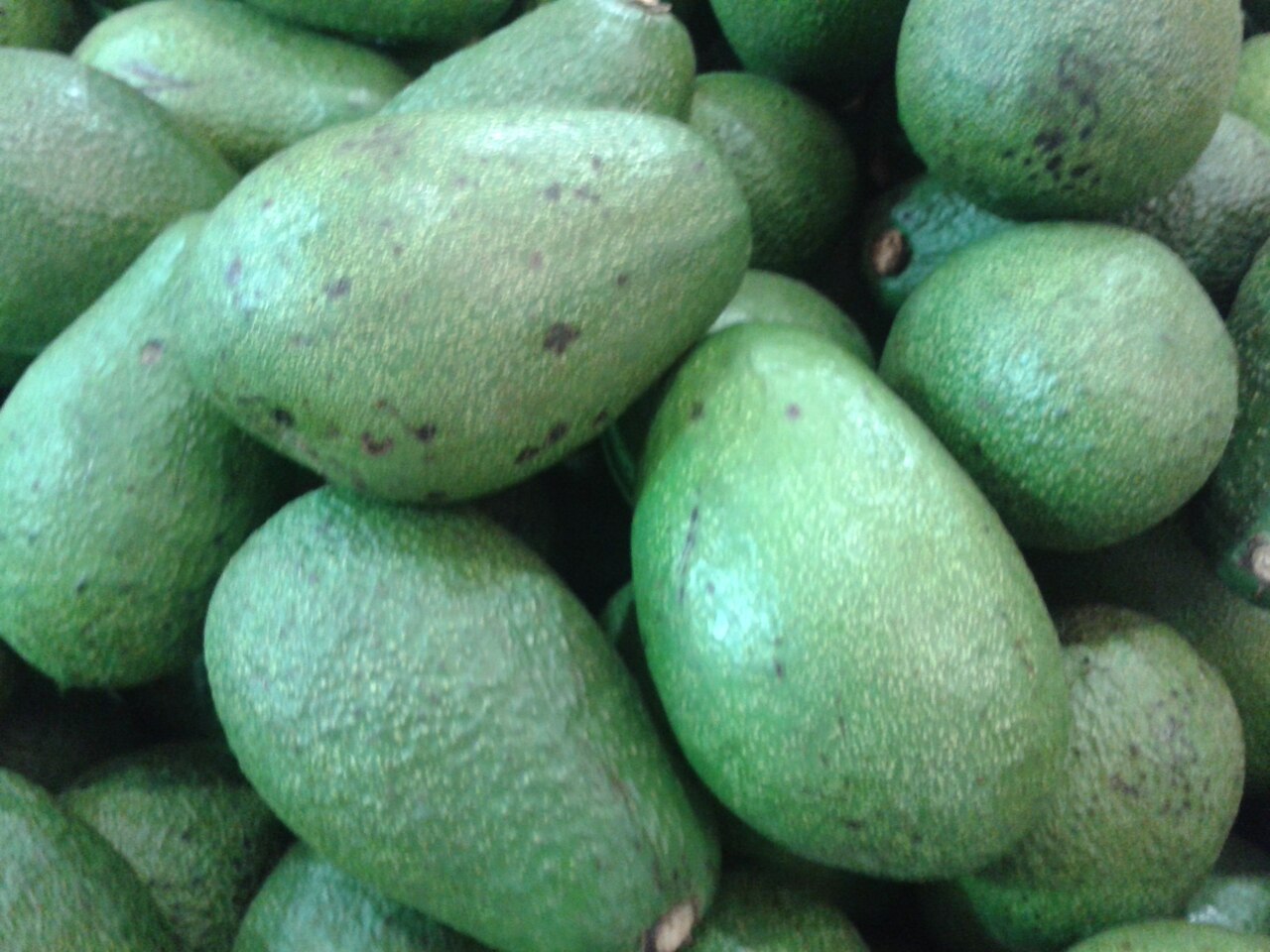 Avocado, Alligator pear, Butter pear - വെണ്ണപ്പഴം