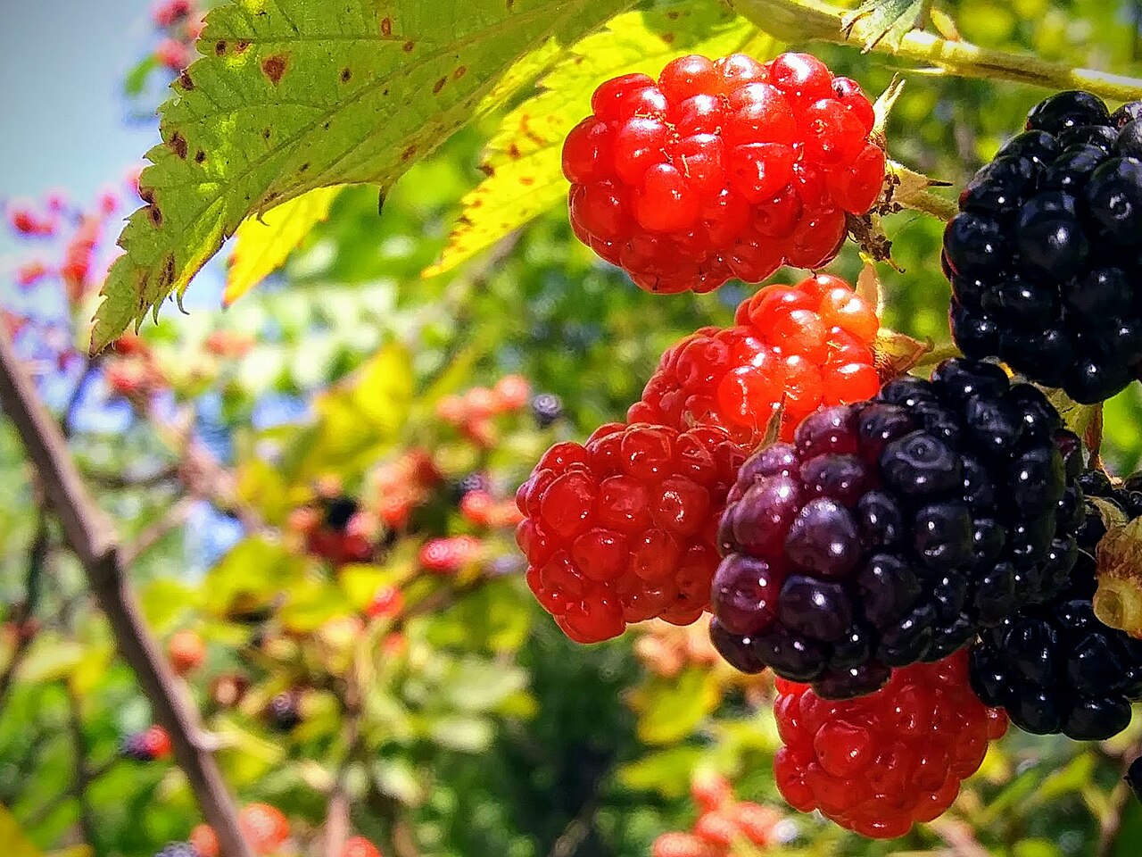 BlackberryBush