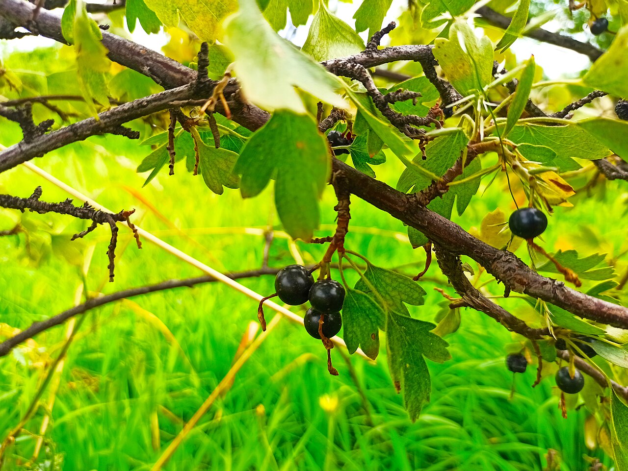Blackcurrant in Rind village