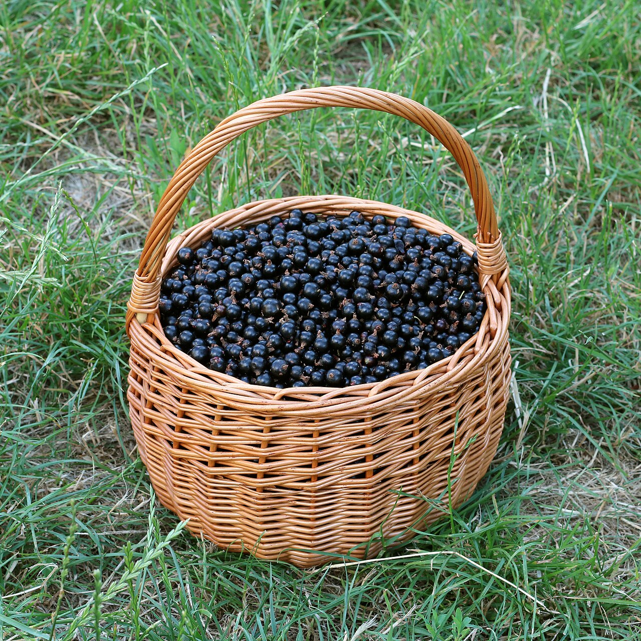 Blackcurrant in basket 2021 G1
