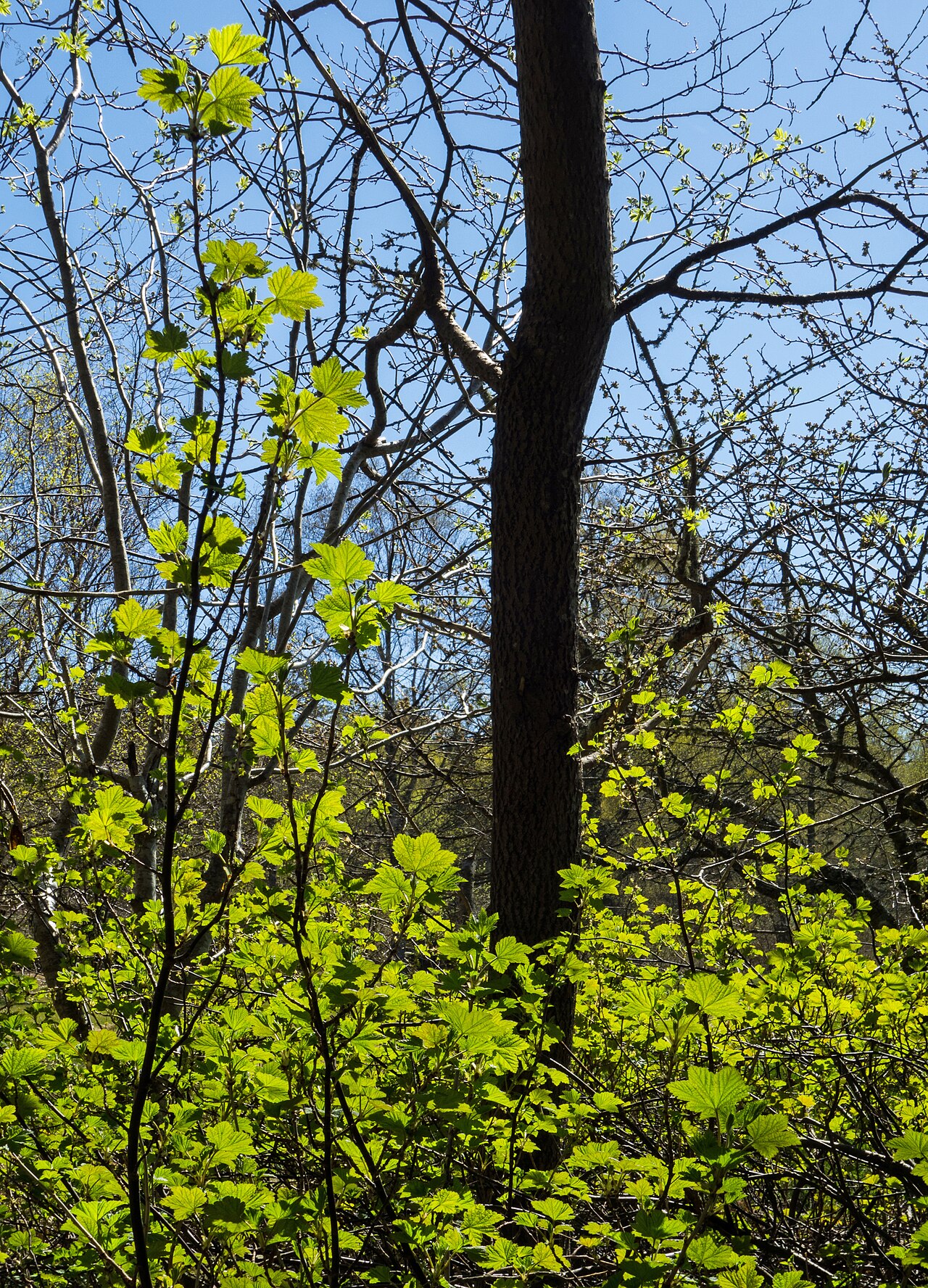 Blackcurrant leaves and a tree trunk