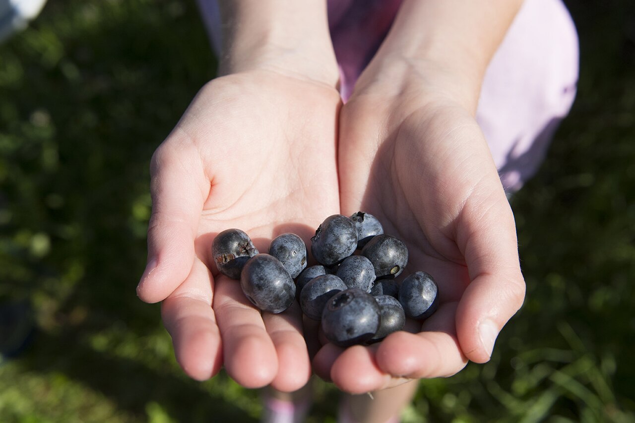 Blueberry Picking
