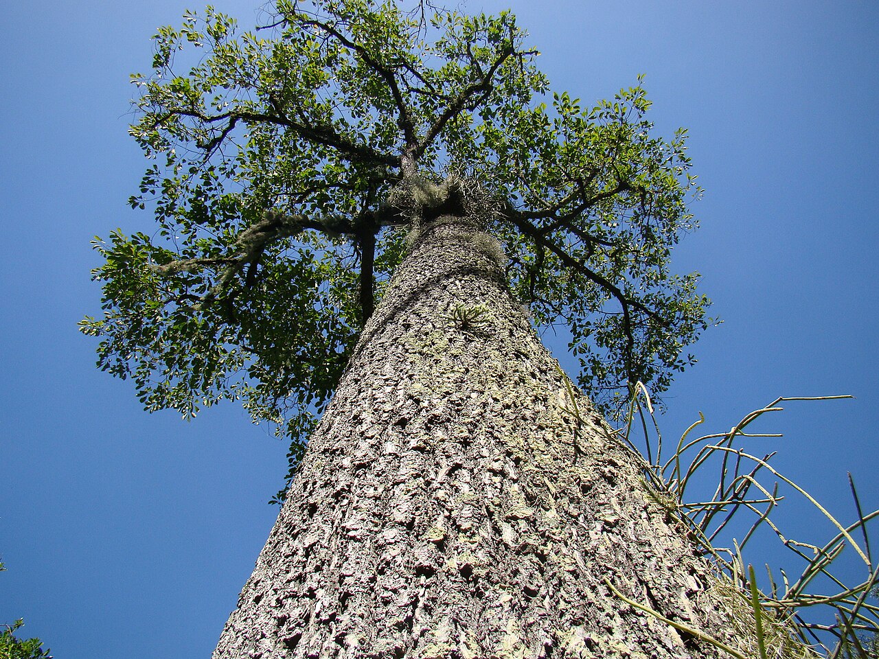 "Bertholetia excelsa" Castanha-do-Pará Brazil-nuts tree 2