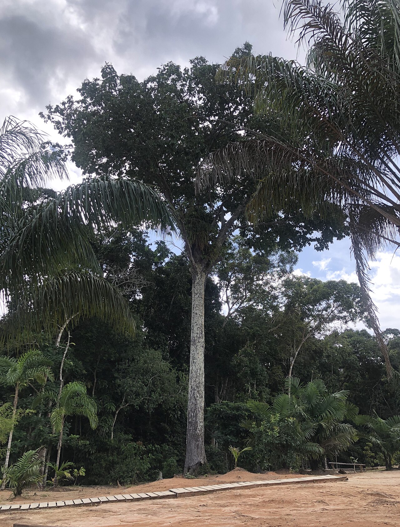 A brazil nut tree near Manus Brazil