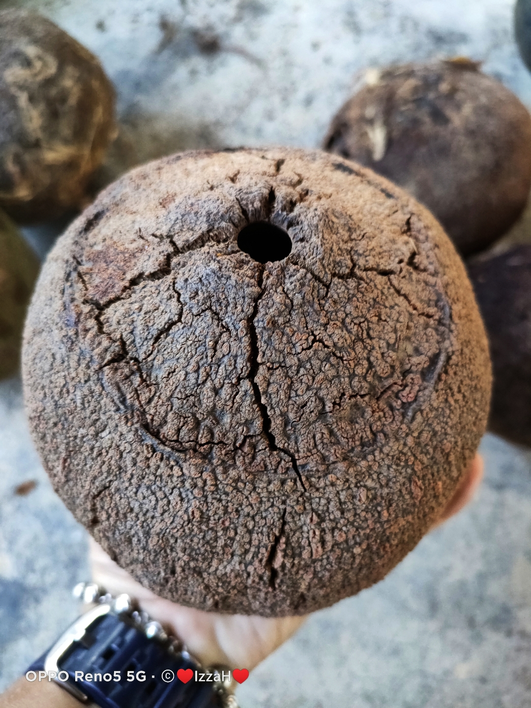 Brazil Nut.wnf