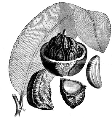 Brazil Nut - Project Gutenberg eBook