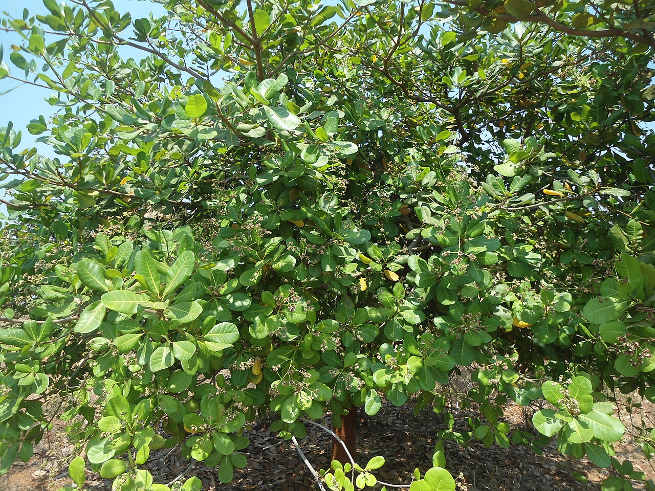 A cultivated cashew tree (Anacardium occidentale) at Pellikonda
