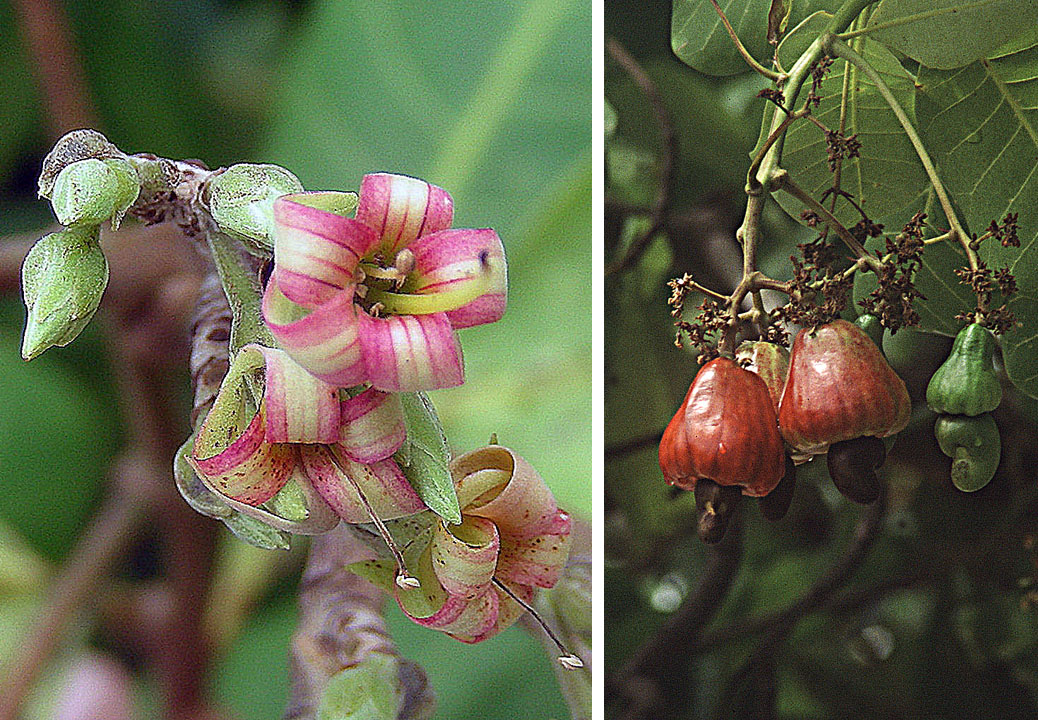 Anacardium occidentale, the Cashew