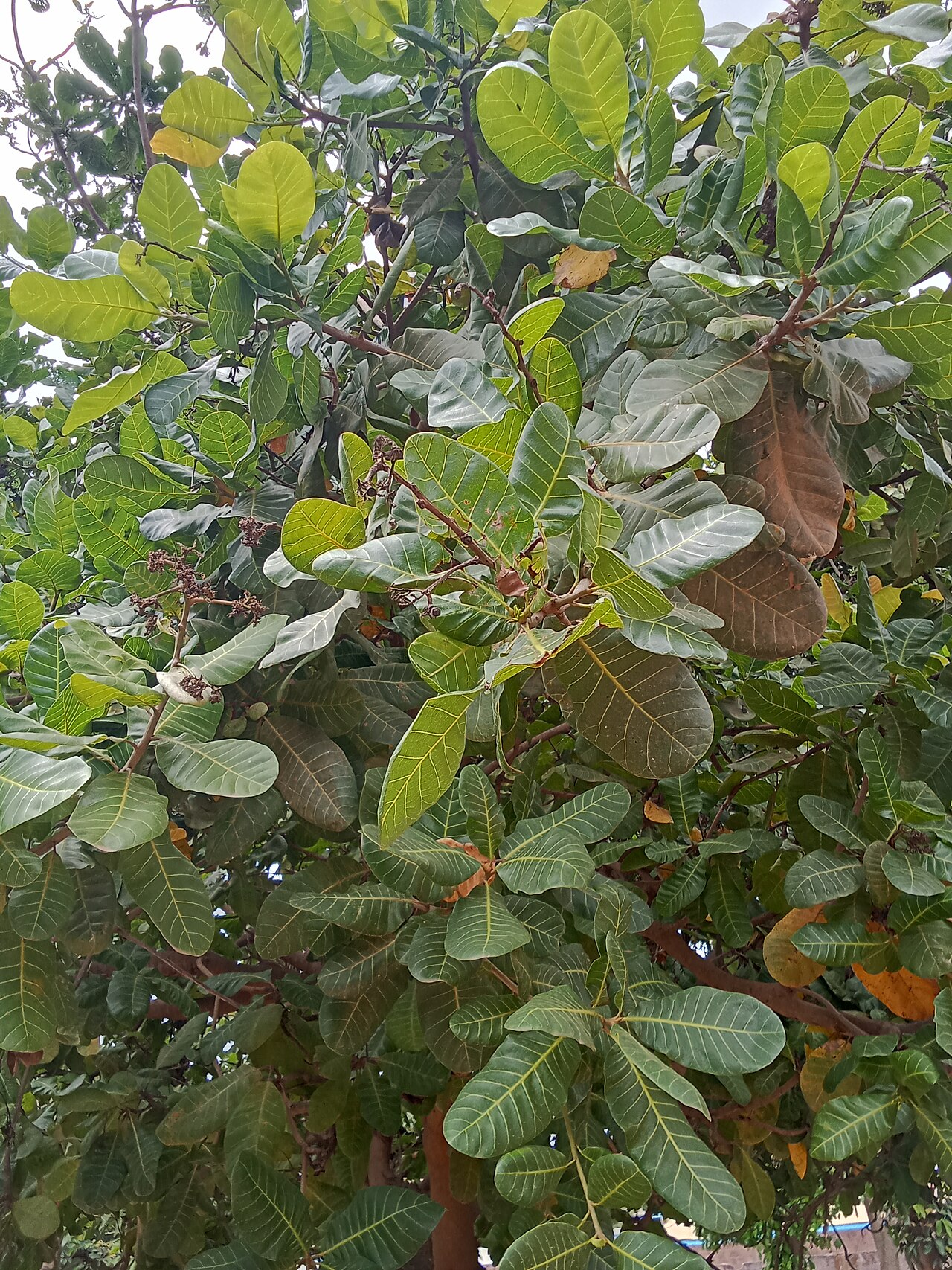 Anacardium occidentale or cashew