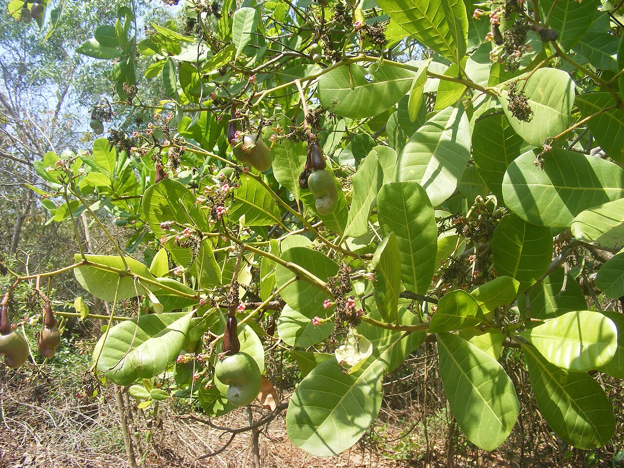 Cashew nut tree Anacardium occidentale with unripe cashew apples and nuts at Goa (8)