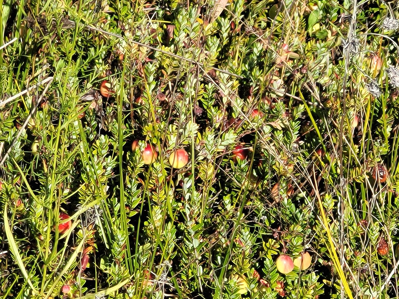 Cranberries in a cranberry bog in Massachusetts
