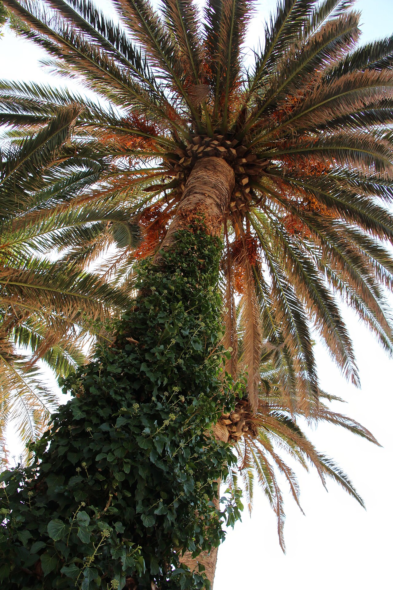 Date Palm Phoenix dactylifera Budva Montenegro, vine poss honeysuckle