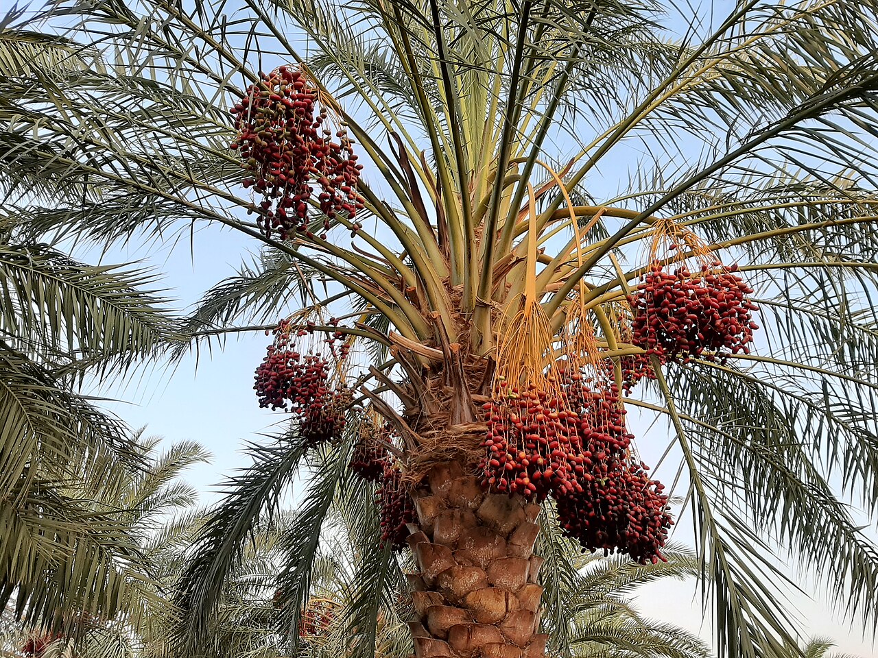 Date palm - Anduhjerd, Shahdad, Kerman
