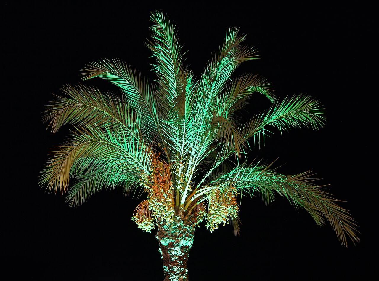 Date palm at night 2019 G2