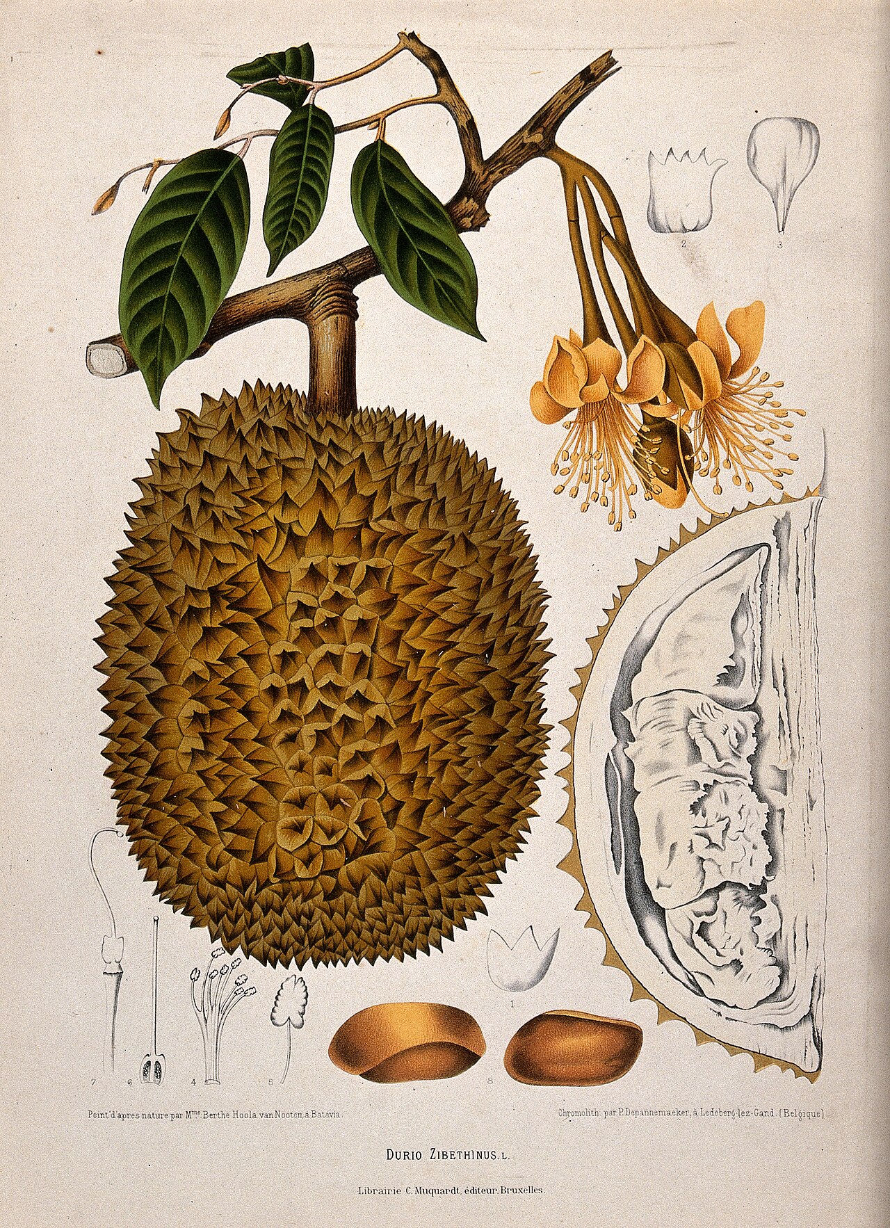 Durian (Durio zibethinus L.); flowering and fruiting branch, Wellcome