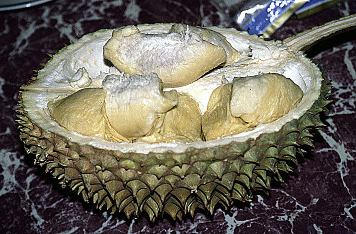 Durio zibethinus, the Durian