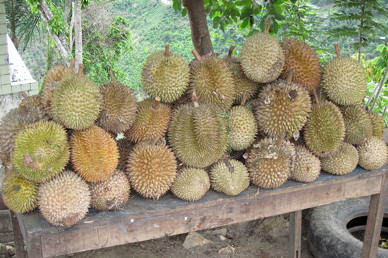 Malvaceae- Durio zibethinus (durian)