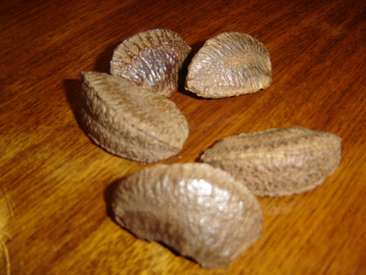 Brazil nut