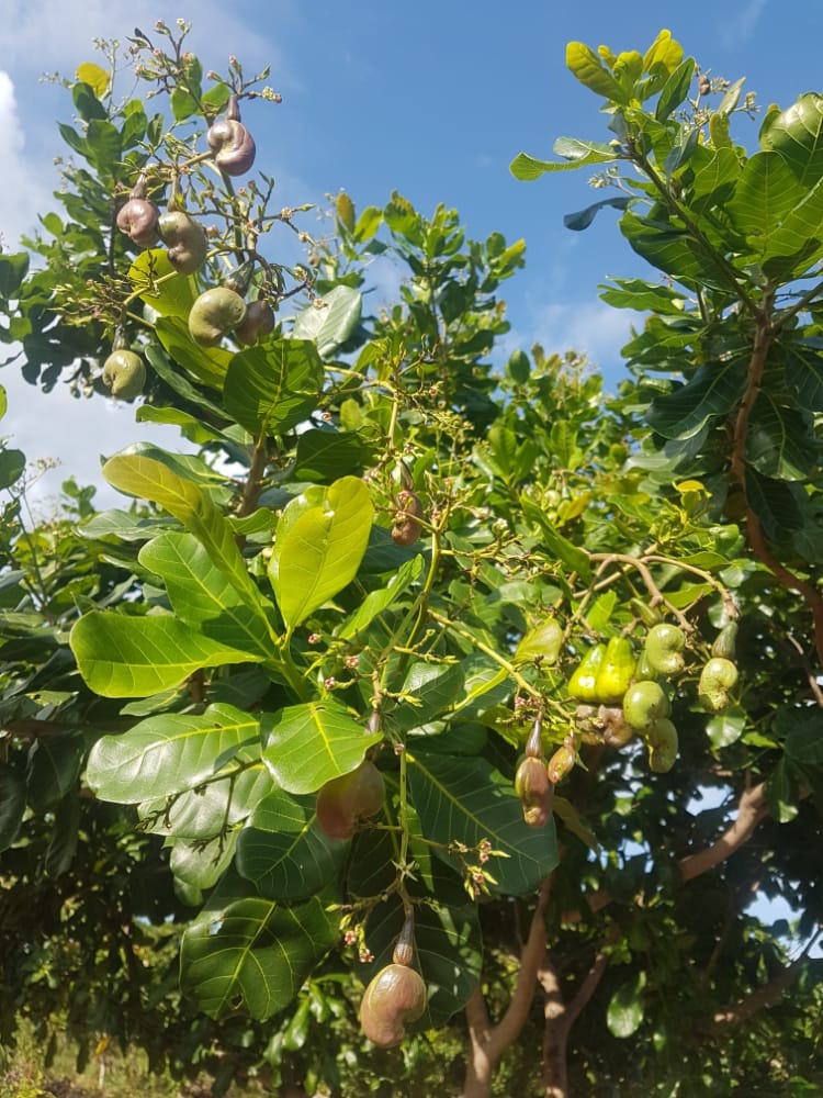 Cashew