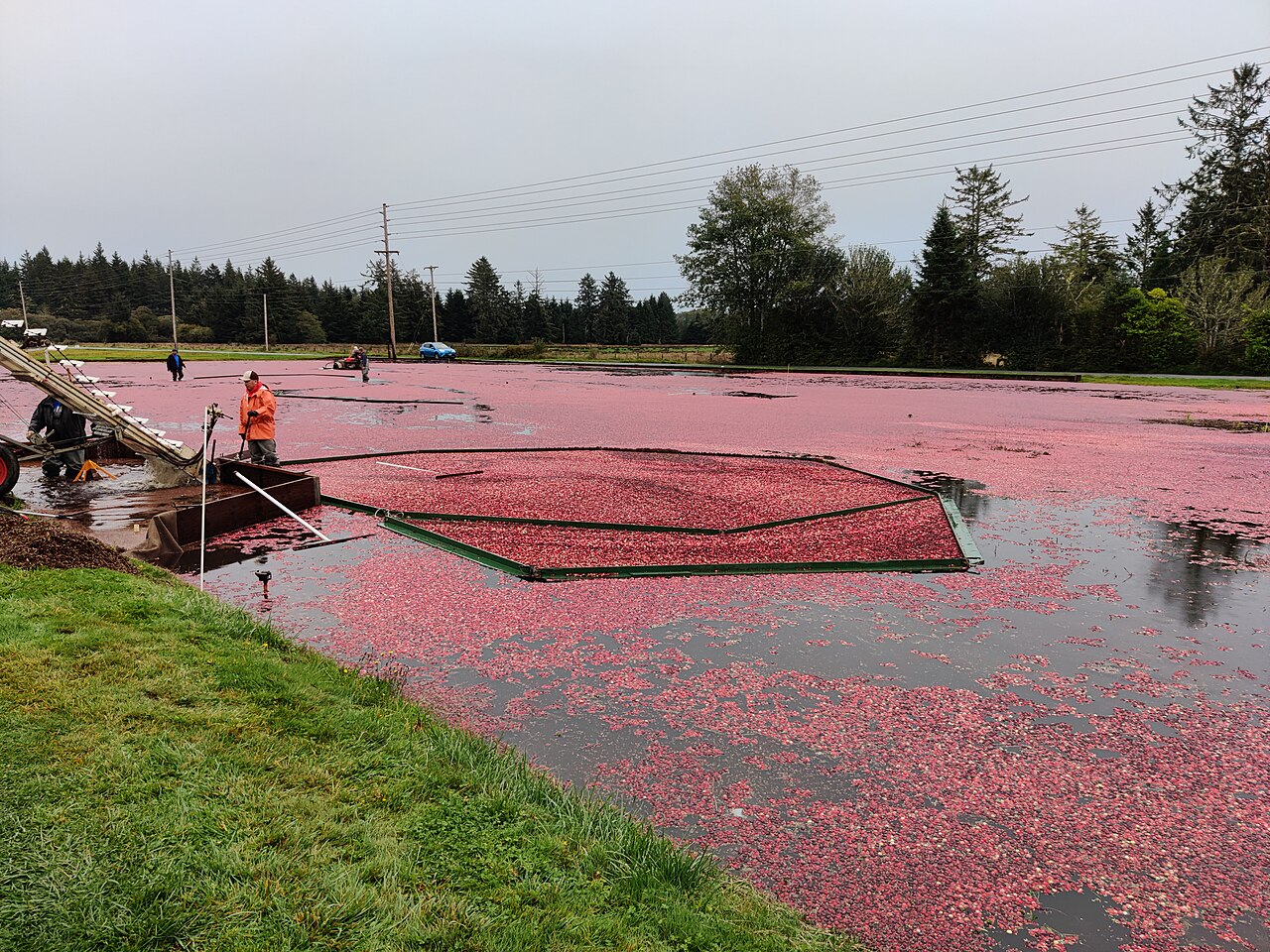 Cranberry
