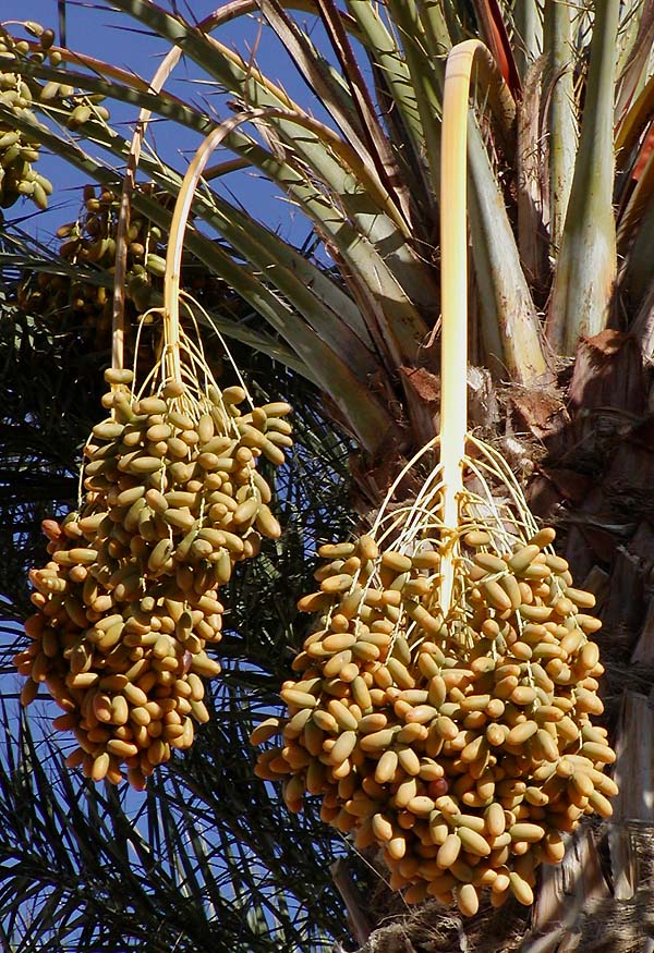 Date palm
