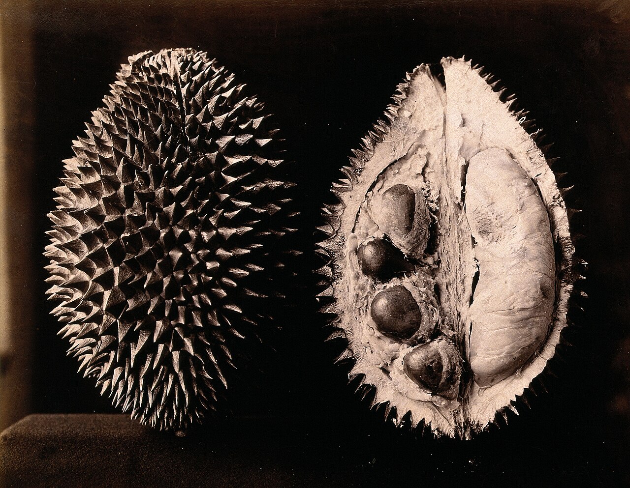 Durian